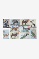 Vintage Animal postcards in tin